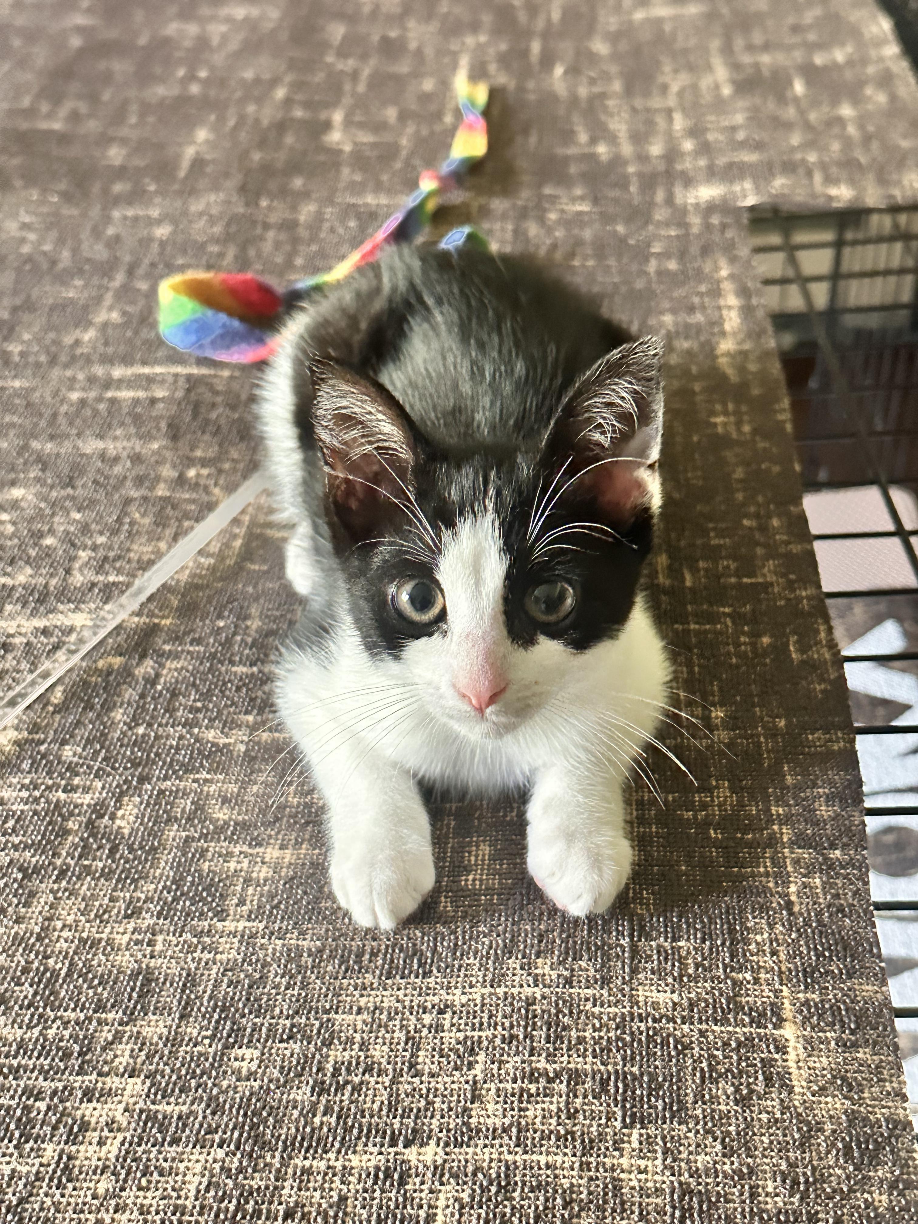 Squeaks, ADOPTABLE, Kitten Female Domestic Short Hair.