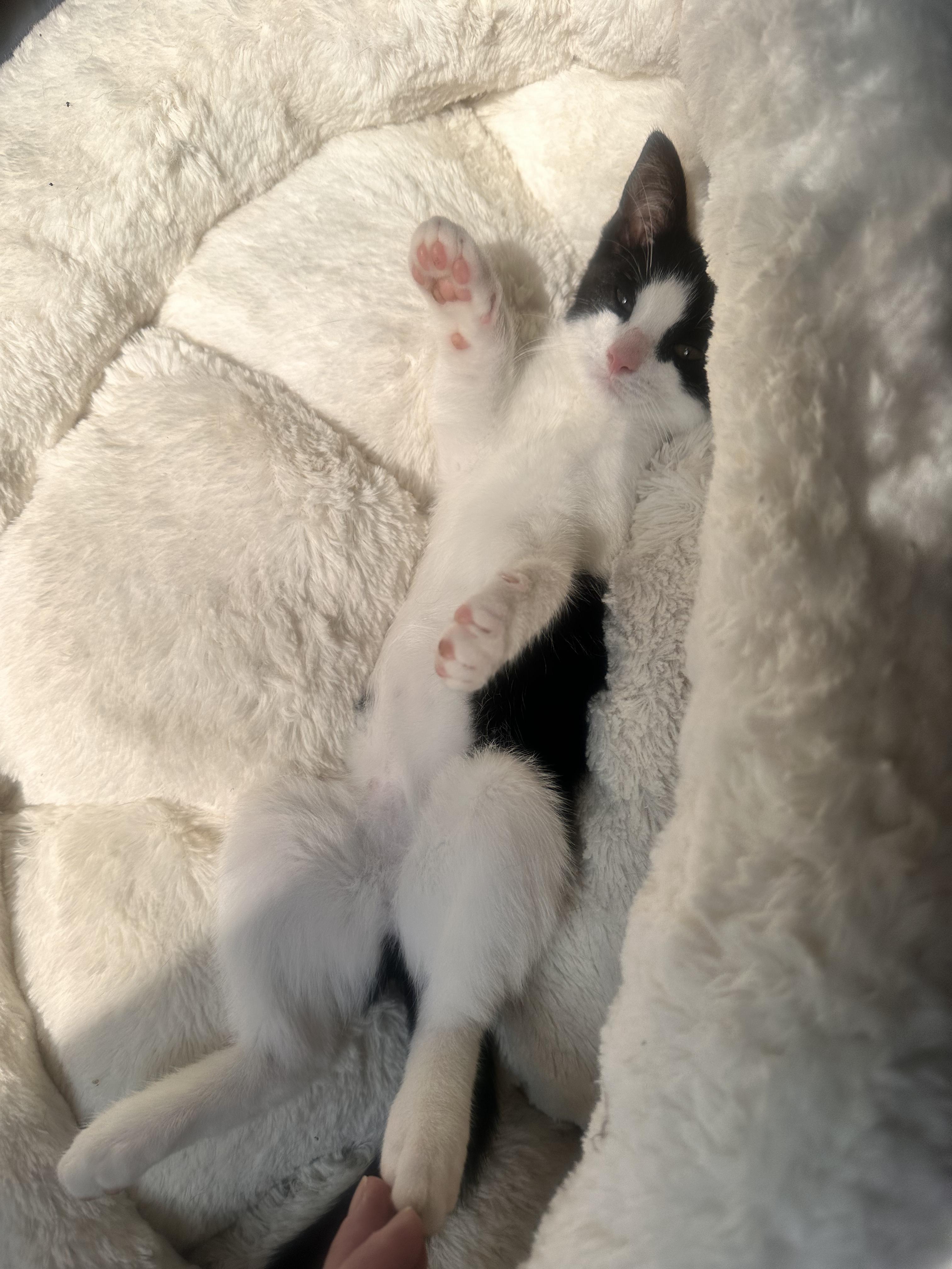 Squeaks, a ADOPTABLE Domestic Short Hair in Lincoln Park, NJ image 3/5