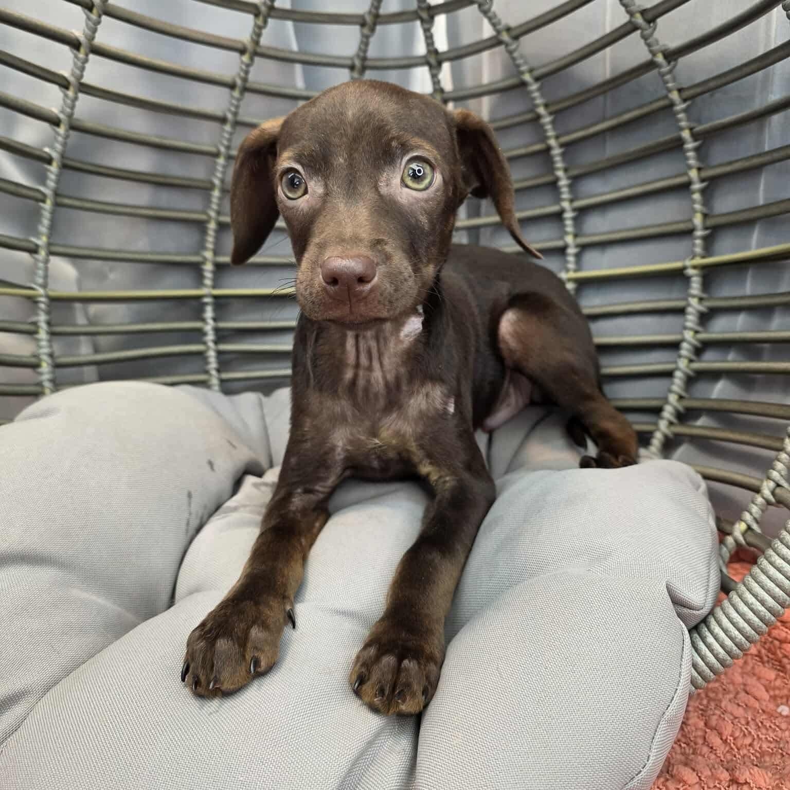 Frank, Adoptable, Puppy Male Chiweenie.