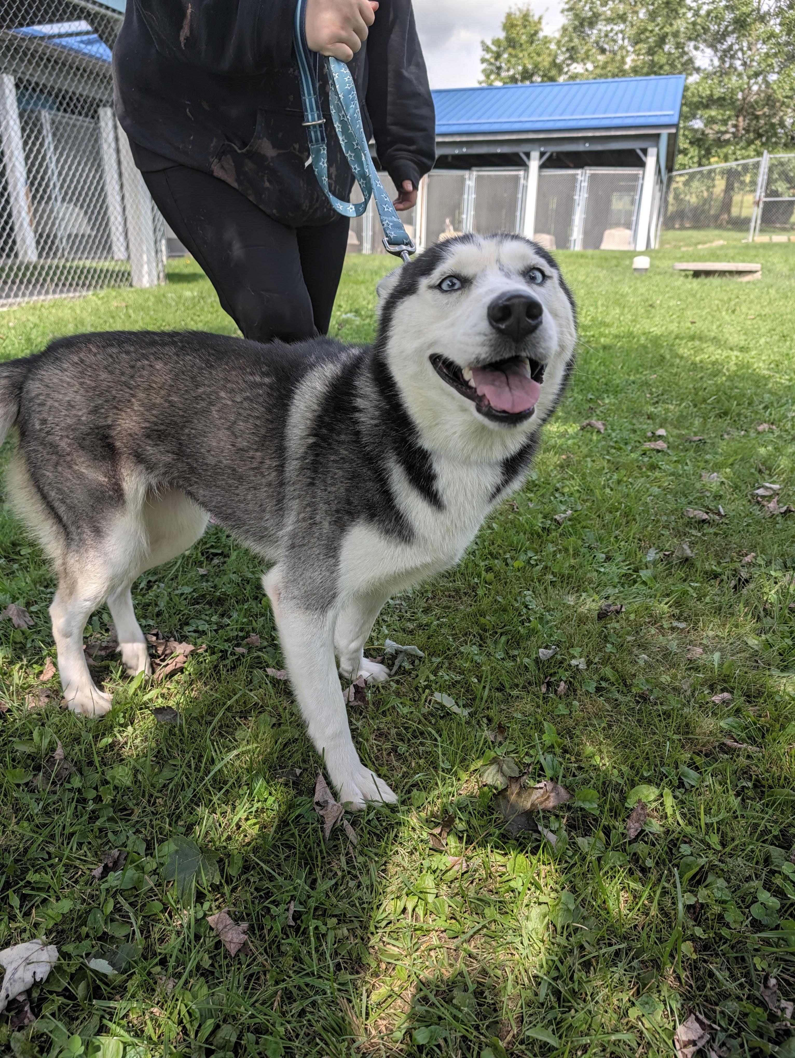 Zara, Adopted, Young Female Husky.