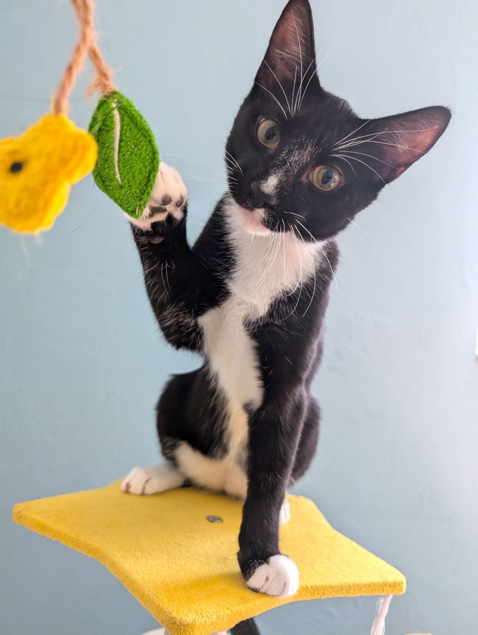 Enlarge Maximiliano, a Adoptable mixed breed in Lighthouse Point, FL image 1/3