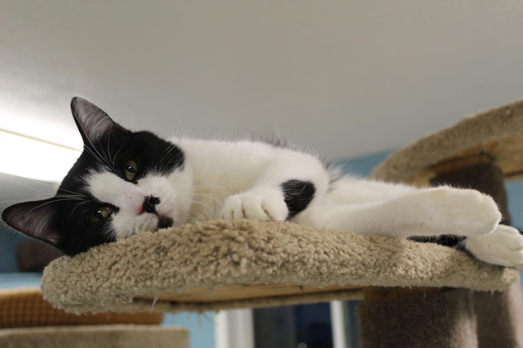 Hayze, an adoptable Tabby in Pierre, SD, 57501 | Photo Image 1