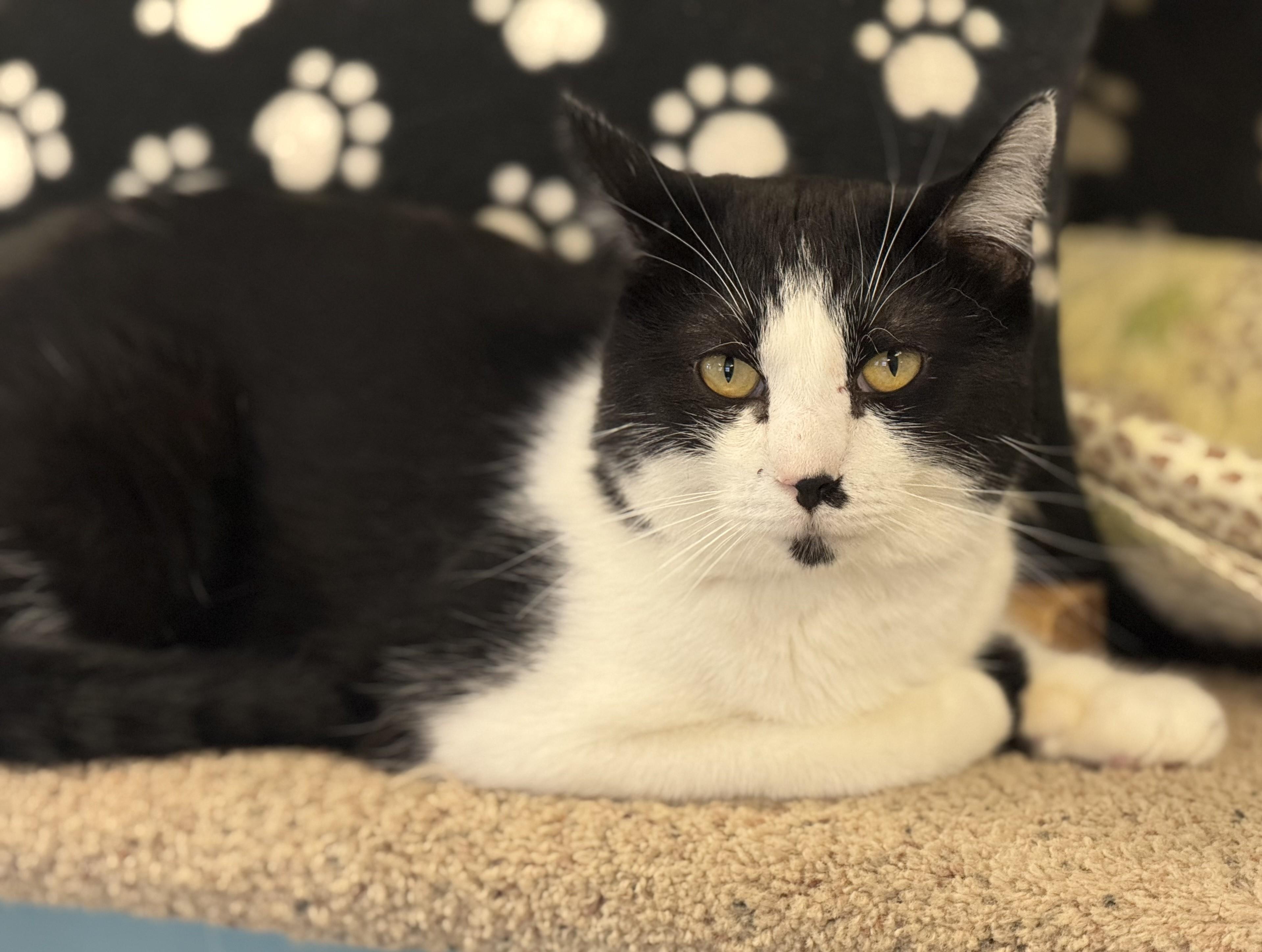 Hayze, an adoptable Tabby in Pierre, SD, 57501 | Photo Image 2