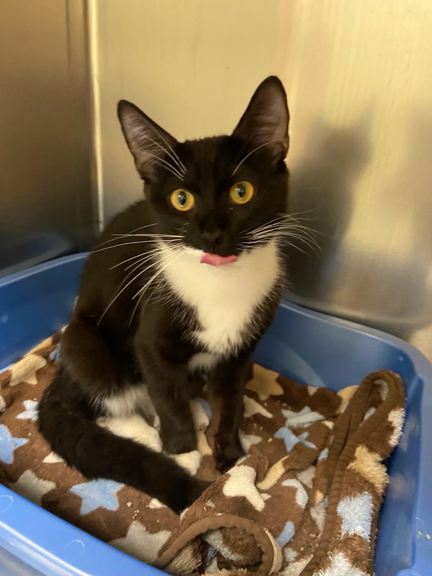 Enlarge churu, a Adoptable Domestic Short Hair in Warwick, RI image 2/4