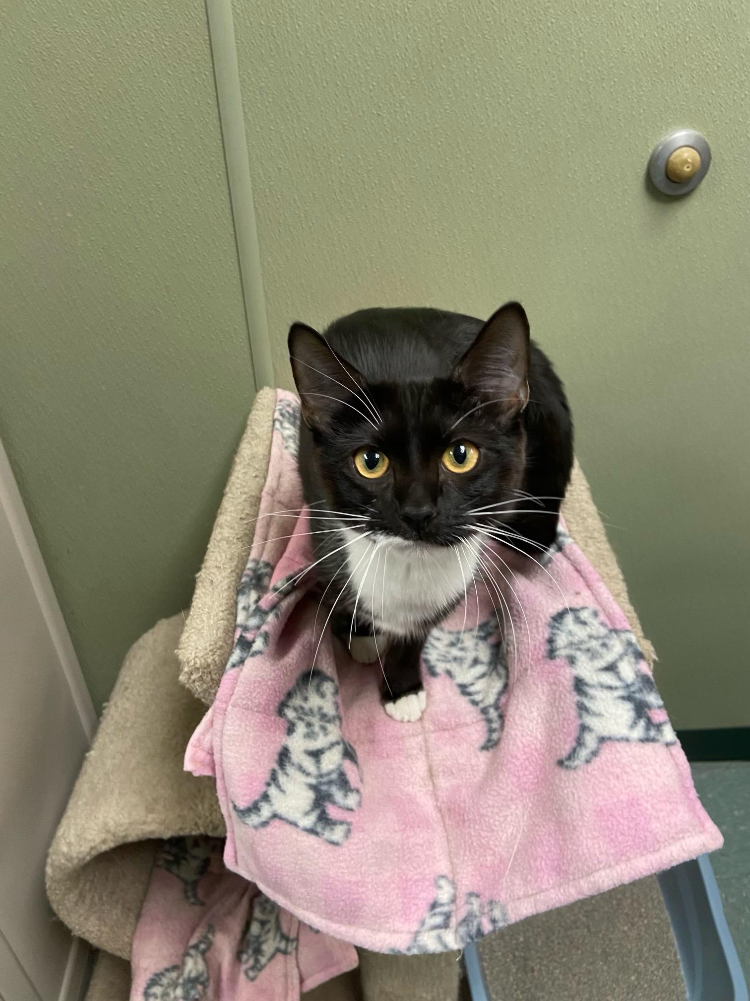 Enlarge churu, a Adoptable Domestic Short Hair in Warwick, RI image 3/4