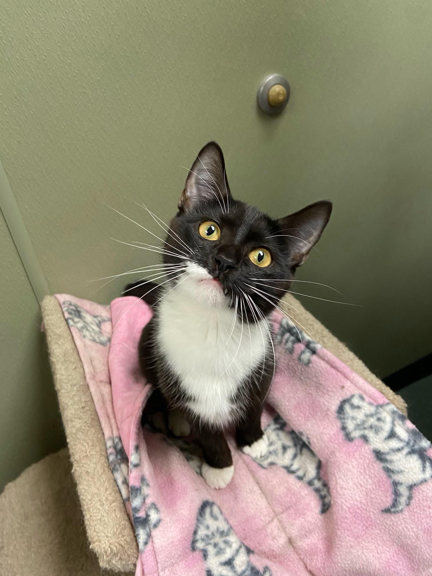 churu, Adoptable, Adult Female Domestic Short Hair.