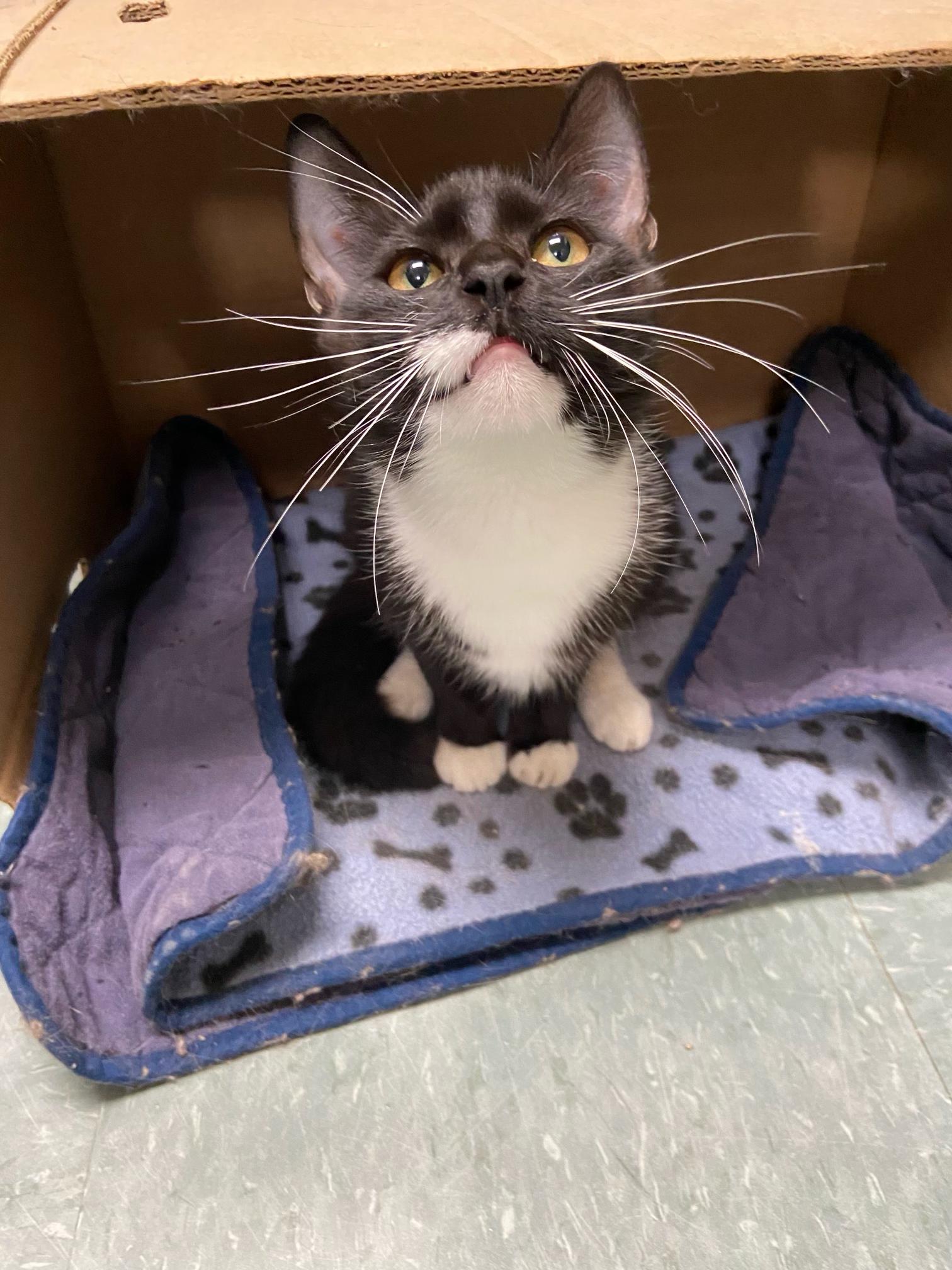 Enlarge churu, a Adoptable Domestic Short Hair in Warwick, RI image 4/4