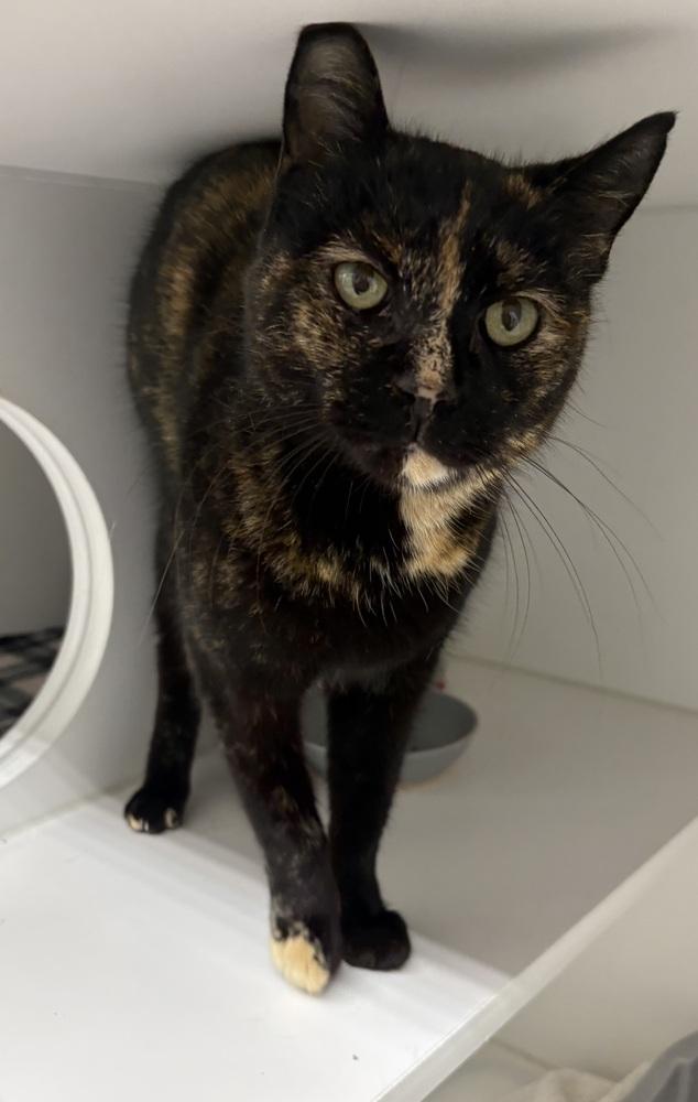 Enlarge Hungryetta, a Adoptable Domestic Short Hair in Rochester, IN image 1/1