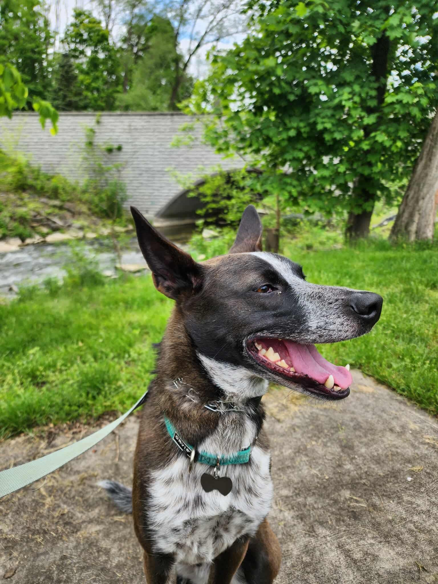 Milo, a Adoptable mixed breed in Winchester , VA image 3/6