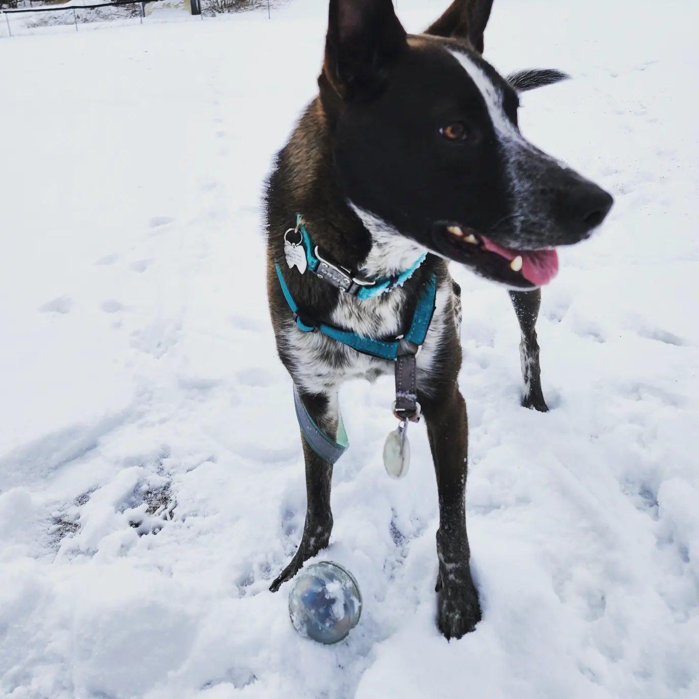 Milo, a Adoptable mixed breed in Winchester , VA image 5/6