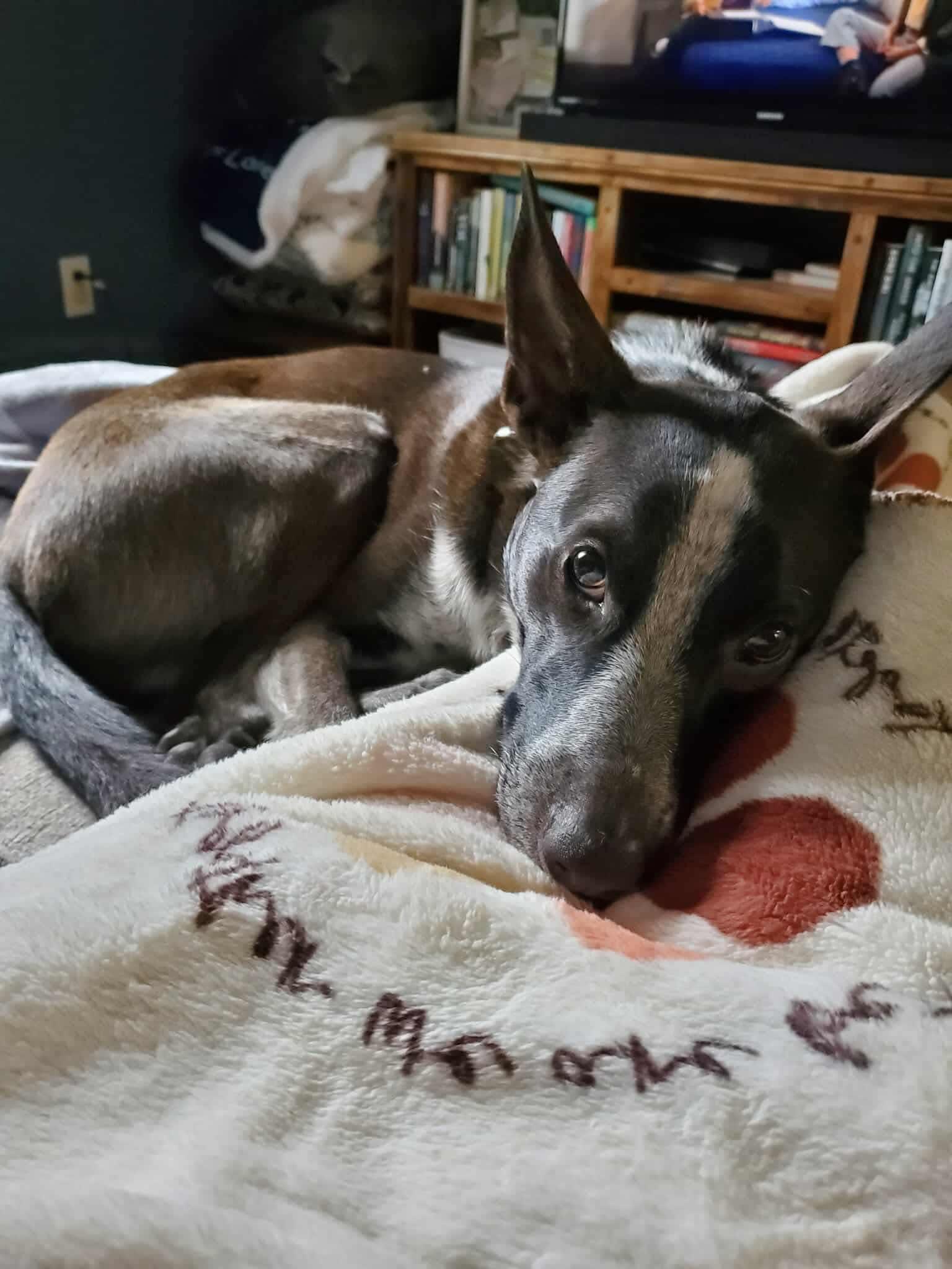 Milo, a Adoptable mixed breed in Winchester , VA image 1/6