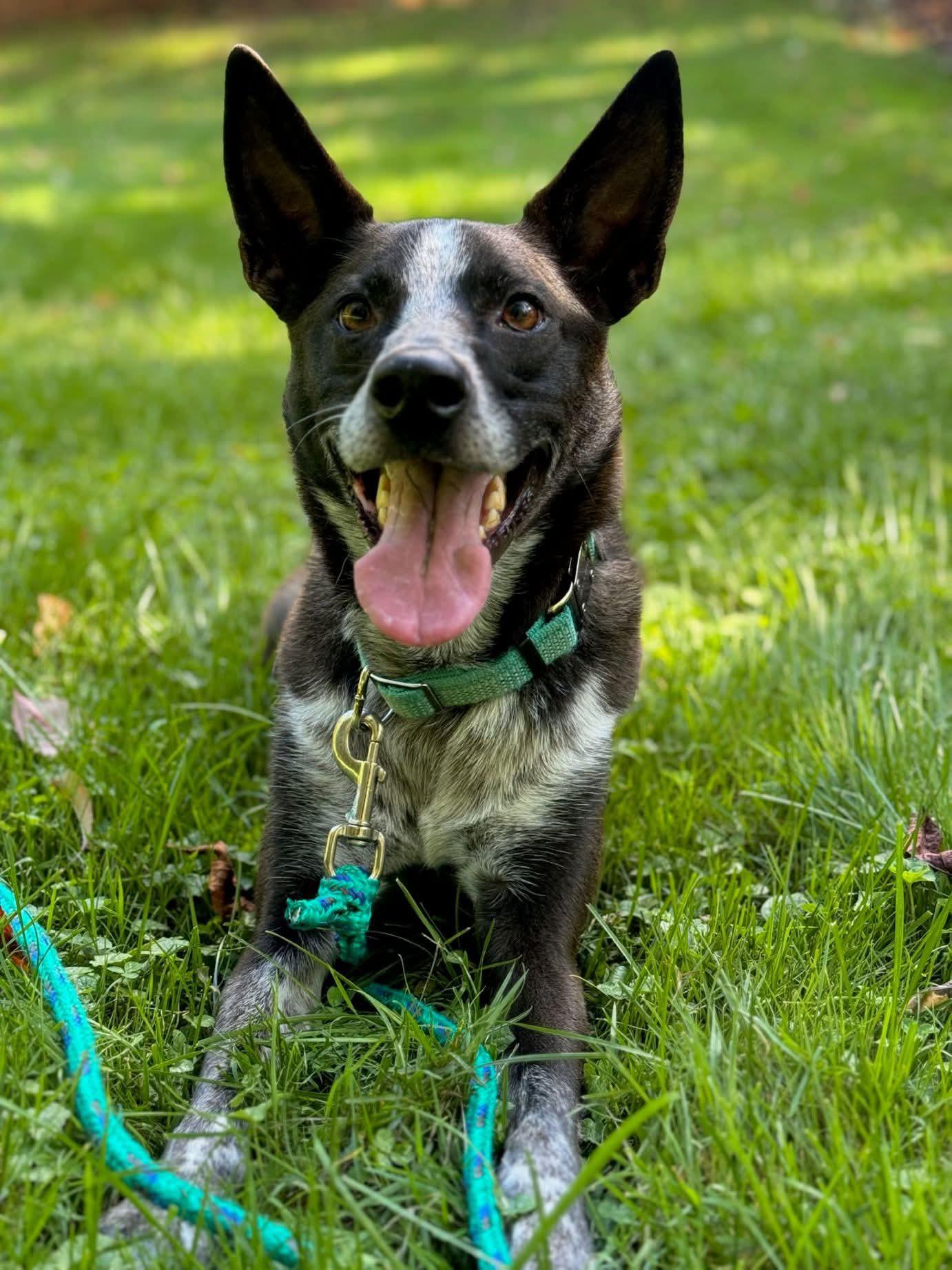 Milo, a Adoptable mixed breed in Winchester , VA image 2/6