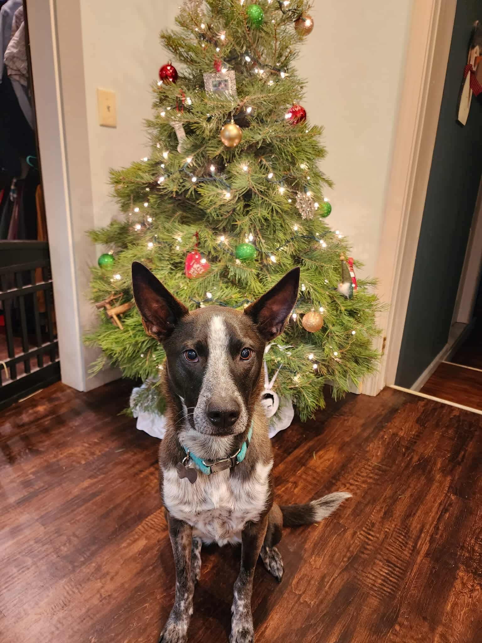 Milo, a Adoptable mixed breed in Winchester , VA image 6/6