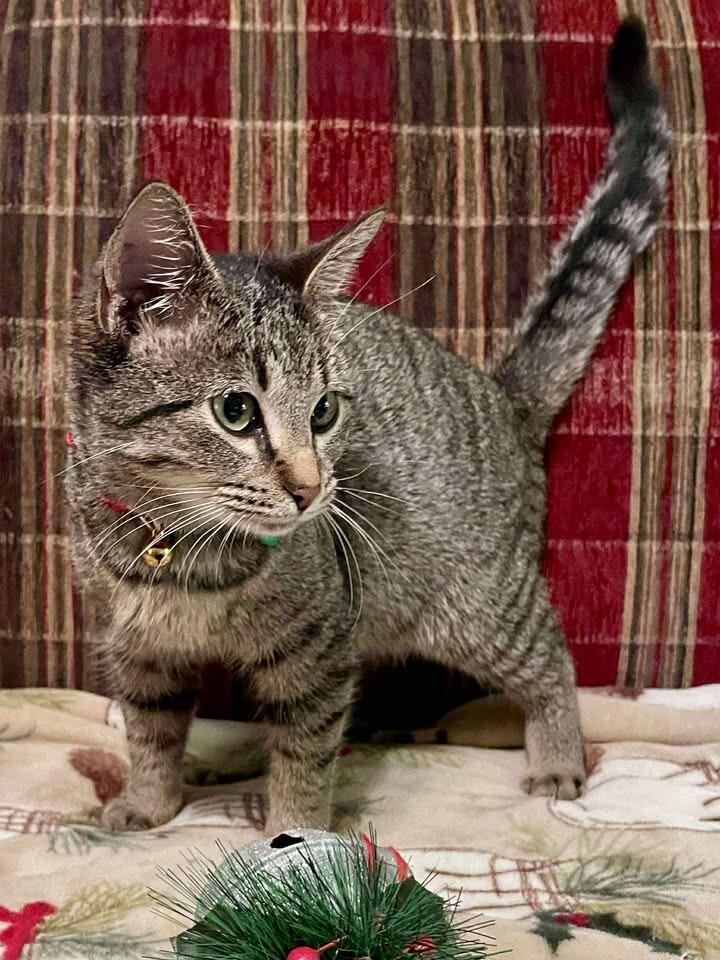 Dolly, Adoptable, Young Female Domestic Short Hair.