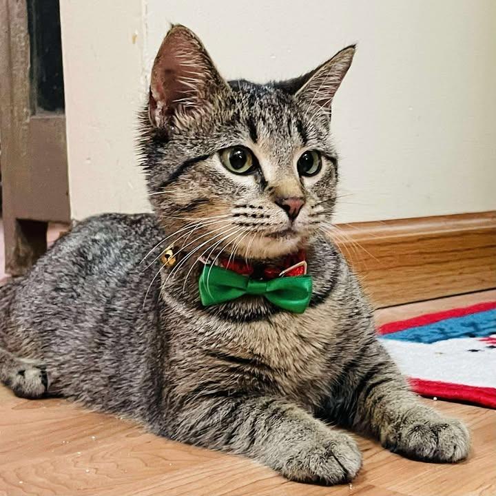 Enlarge Dolly, a Adoptable mixed breed in Effingham, IL image 2/3