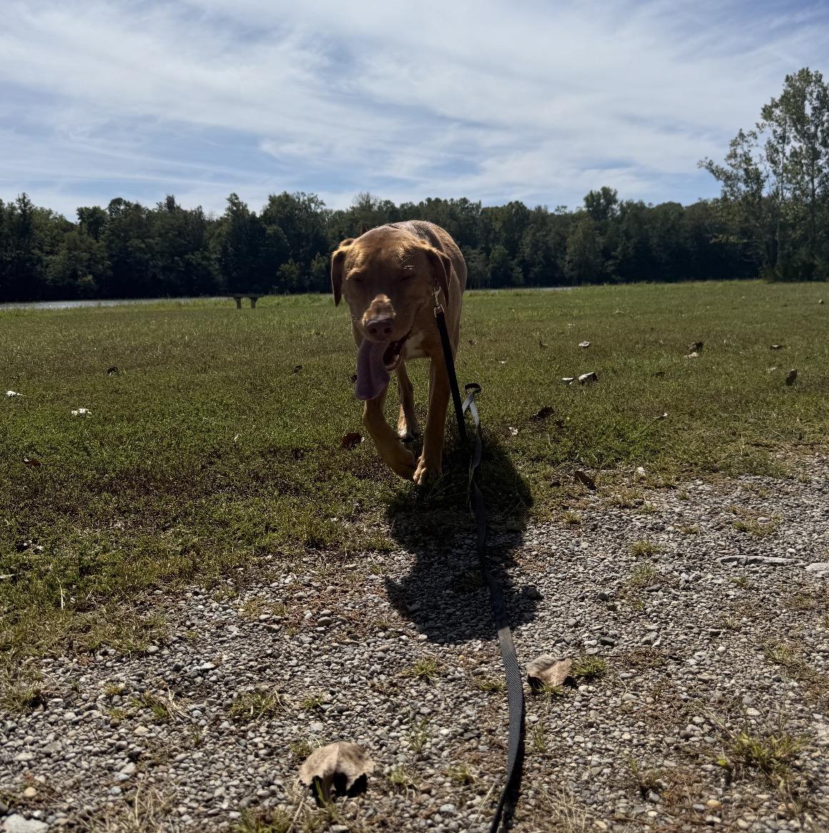 Enlarge Dolly, a Adoptable Mixed Breed in Maineville, OH image 2/6