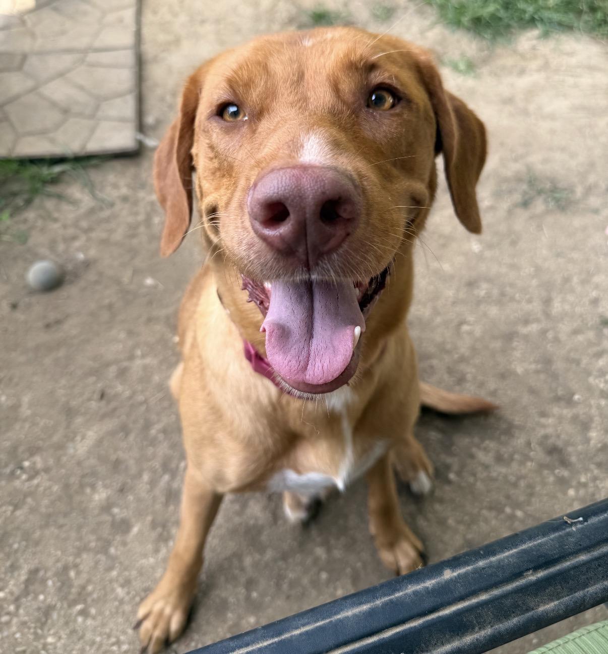 Enlarge Dolly, a Adoptable Mixed Breed in Maineville, OH image 1/6