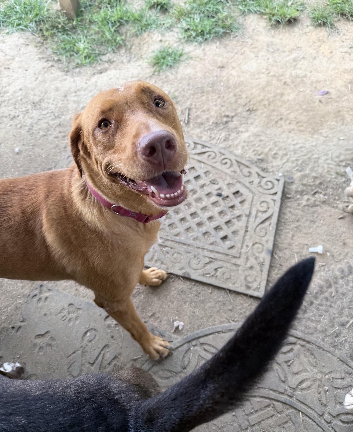 Enlarge Dolly, a Adoptable Mixed Breed in Maineville, OH image 6/6