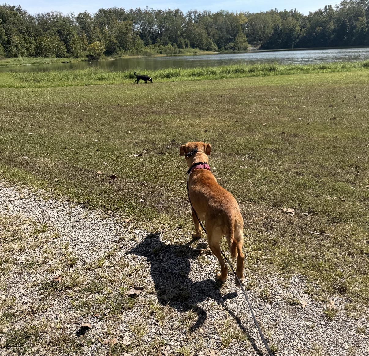 Enlarge Dolly, a Adoptable Mixed Breed in Maineville, OH image 3/6