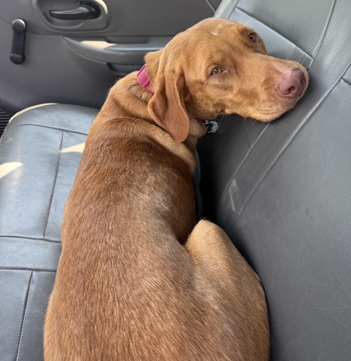 Enlarge Dolly, a Adoptable Mixed Breed in Maineville, OH image 4/6