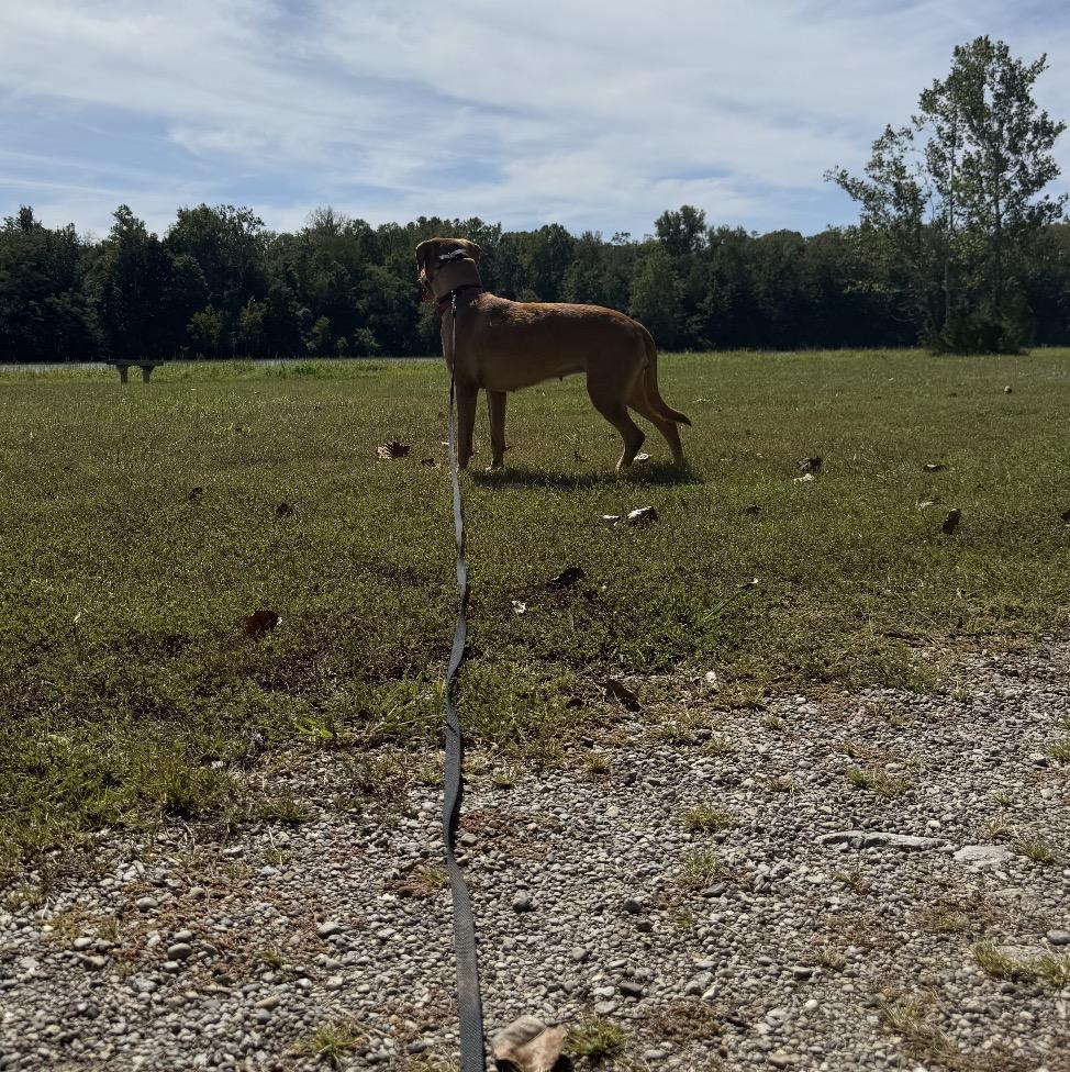 Enlarge Dolly, a Adoptable Mixed Breed in Maineville, OH image 5/6