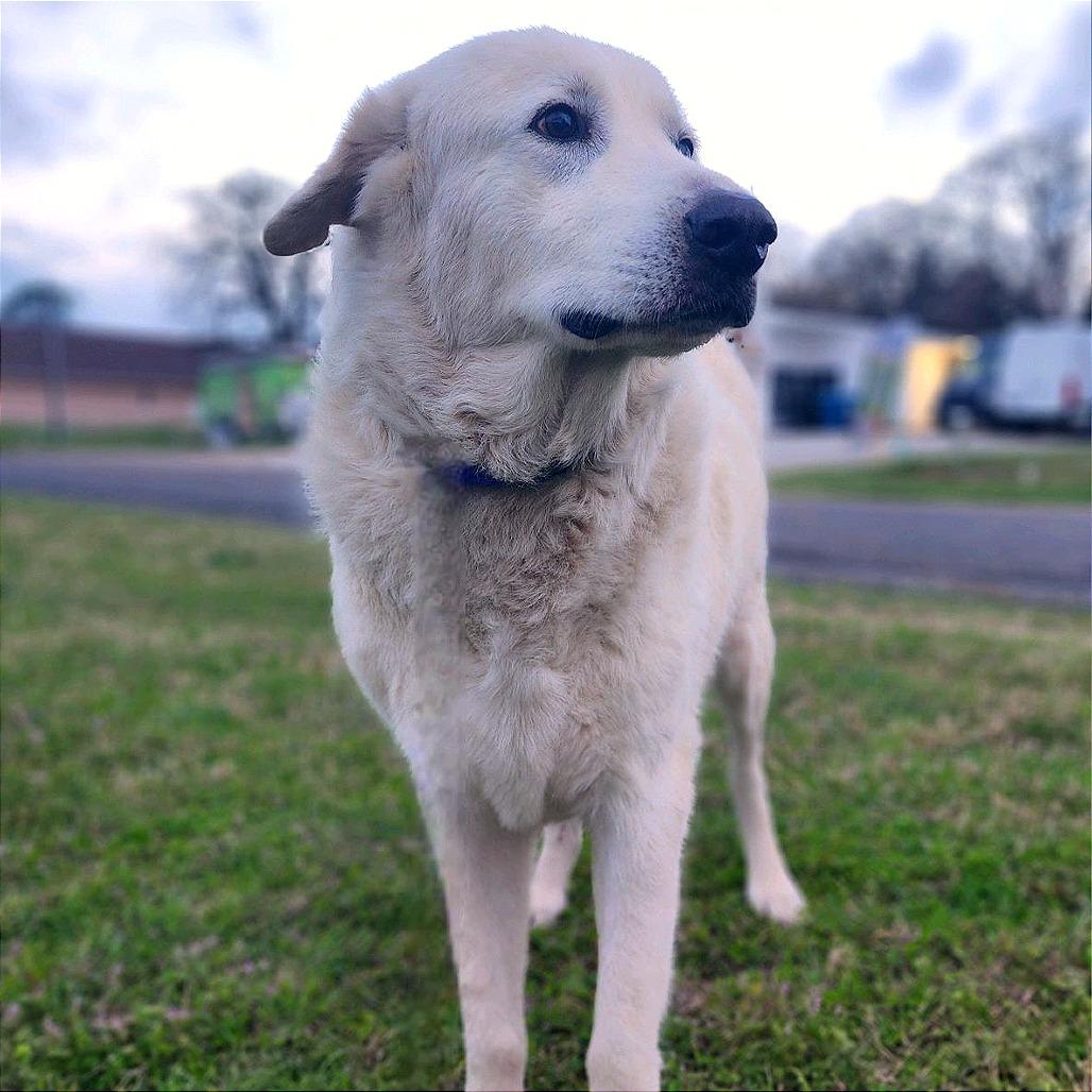 Enlarge Yeti, a Adoptable Great Pyrenees in Denison, TX image 1/5