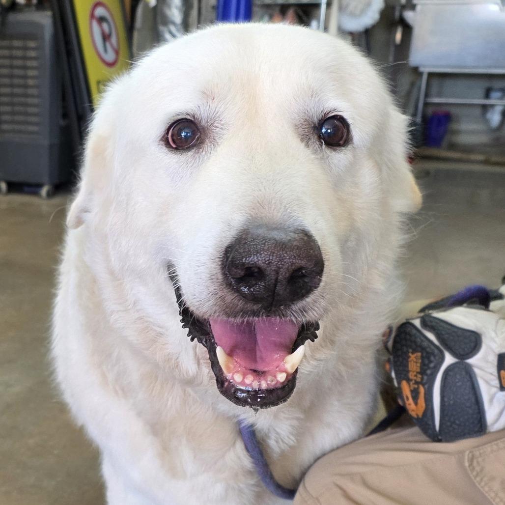 Enlarge Yeti, a Adoptable Great Pyrenees in Denison, TX image 2/5