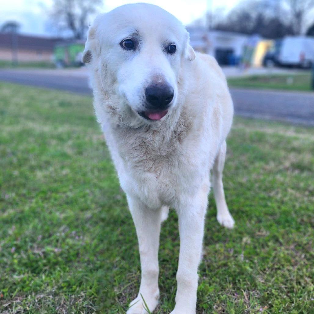 Enlarge Yeti, a Adoptable Great Pyrenees in Denison, TX image 3/5