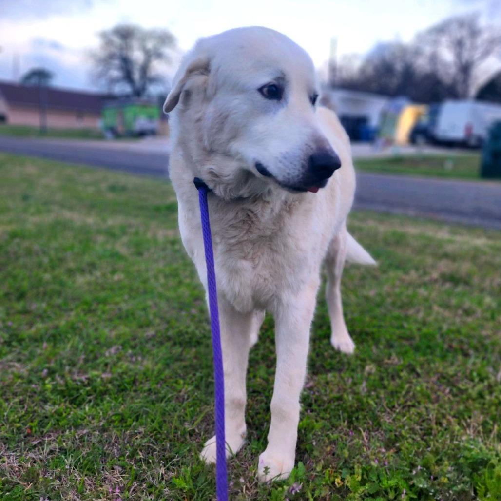 Enlarge Yeti, a Adoptable Great Pyrenees in Denison, TX image 4/5