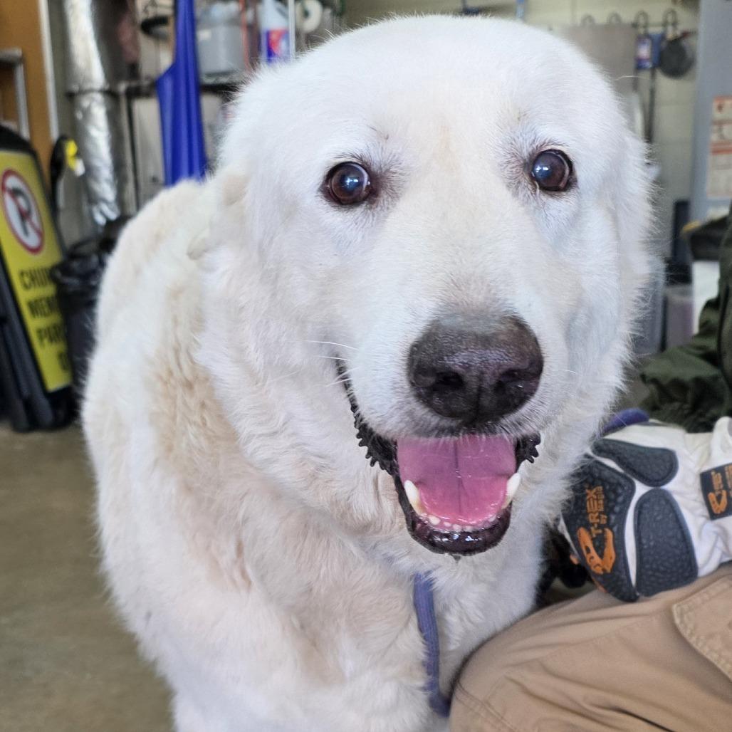 Enlarge Yeti, a Adoptable Great Pyrenees in Denison, TX image 5/5