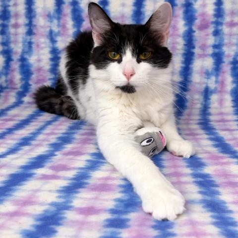 Figuro, adopted, Young Male Domestic Medium Hair.