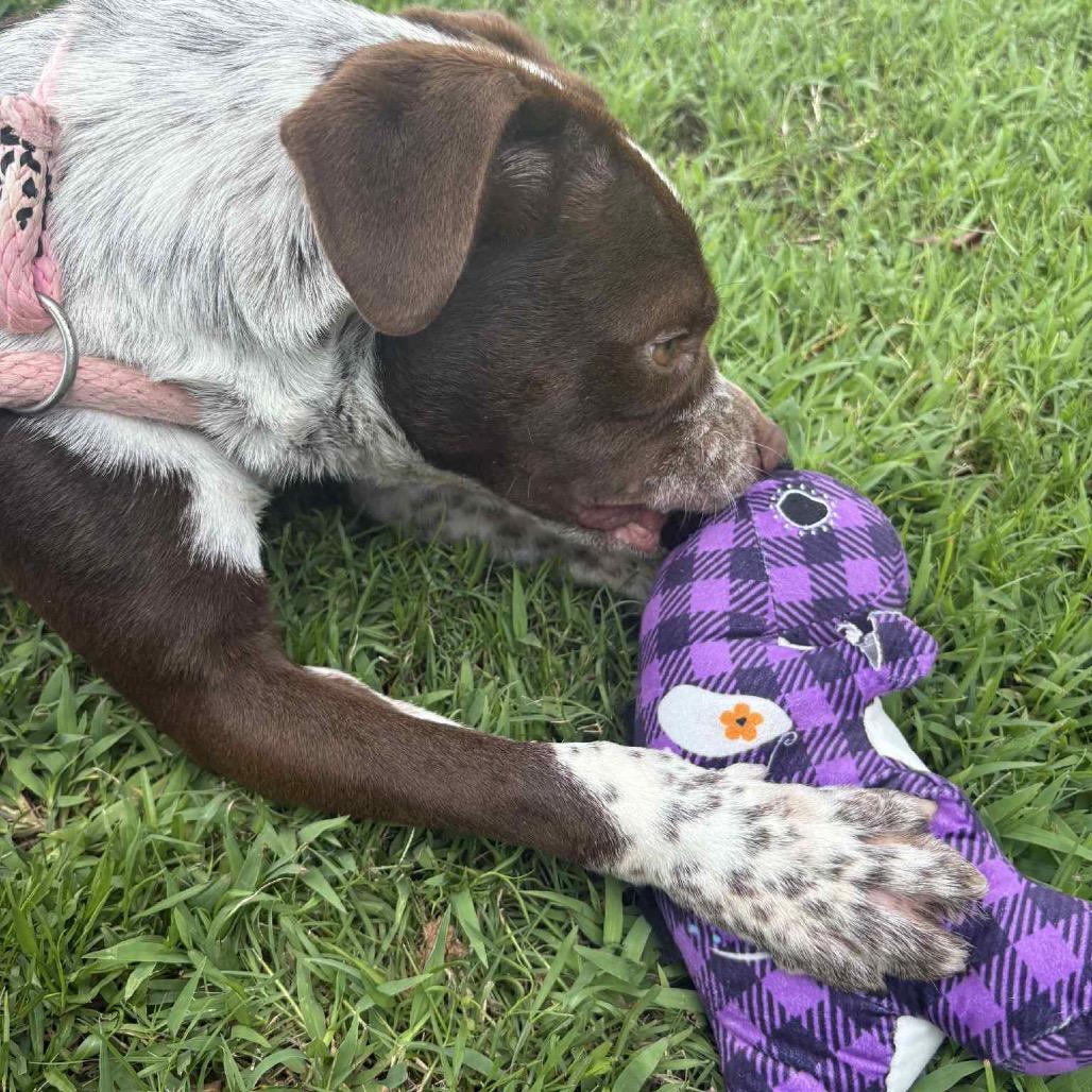 Enlarge Ari P45219, a Adoptable mixed breed in Corsicana, TX image 1/6