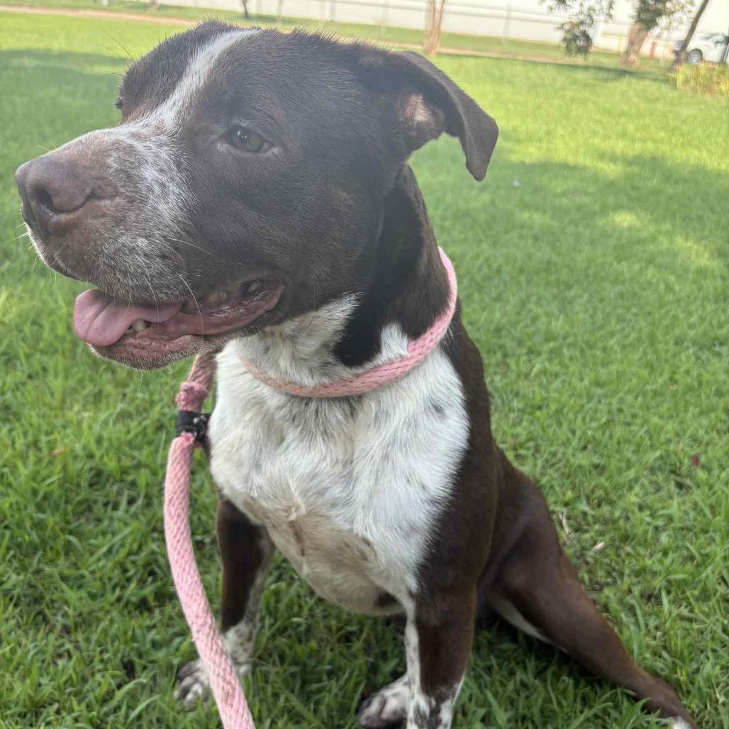 Enlarge Ari P45219, a Adoptable mixed breed in Corsicana, TX image 2/6