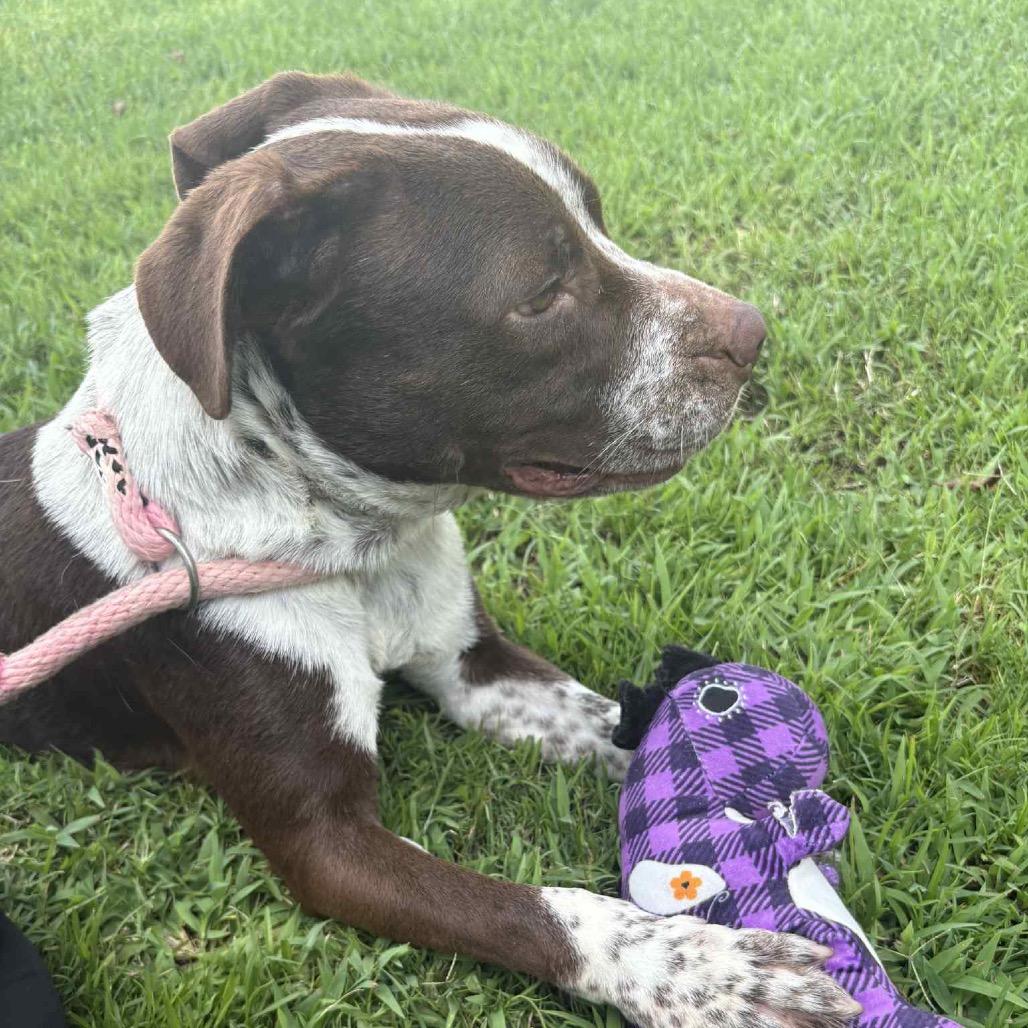 Enlarge Ari P45219, a Adoptable mixed breed in Corsicana, TX image 3/6