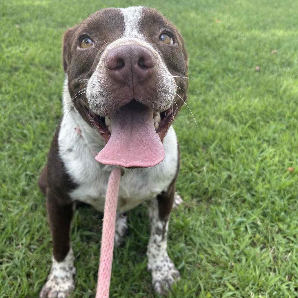 Enlarge Ari P45219, a Adoptable mixed breed in Corsicana, TX image 4/6