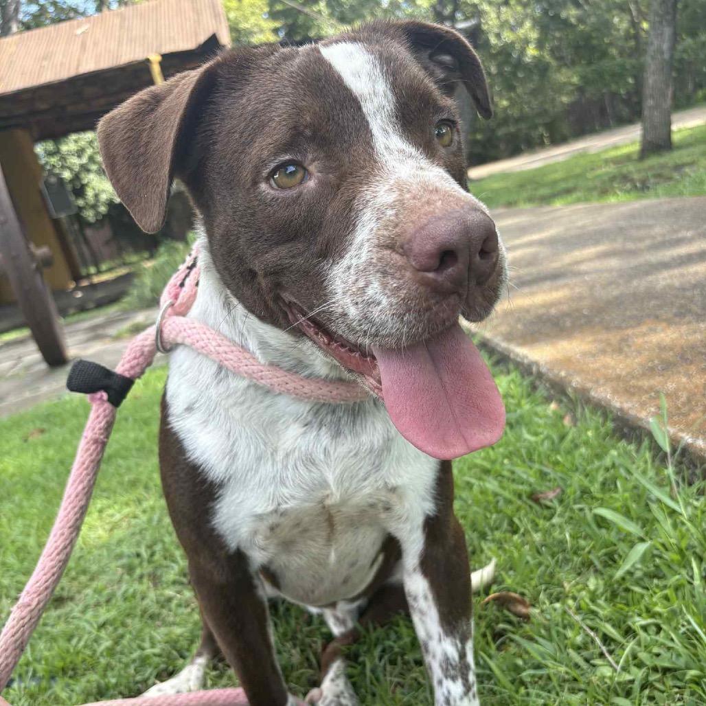 Enlarge Ari P45219, a Adoptable mixed breed in Corsicana, TX image 5/6