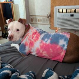 Arizona, Adoptable, Adult Female Pit Bull Terrier.