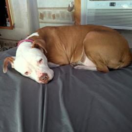 Enlarge Arizona, a Adoptable Pit Bull Terrier in Pahrump, NV image 2/3