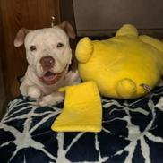 Enlarge Arizona, a Adoptable Pit Bull Terrier in Pahrump, NV image 3/3