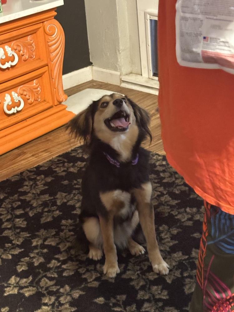 Milo, Adoptable, Young Male Shetland Sheepdog / Sheltie.