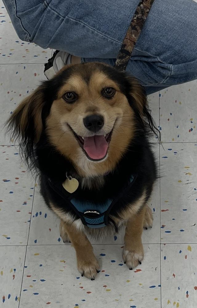 Milo, Adoptable, Young Male Shetland Sheepdog / Sheltie.