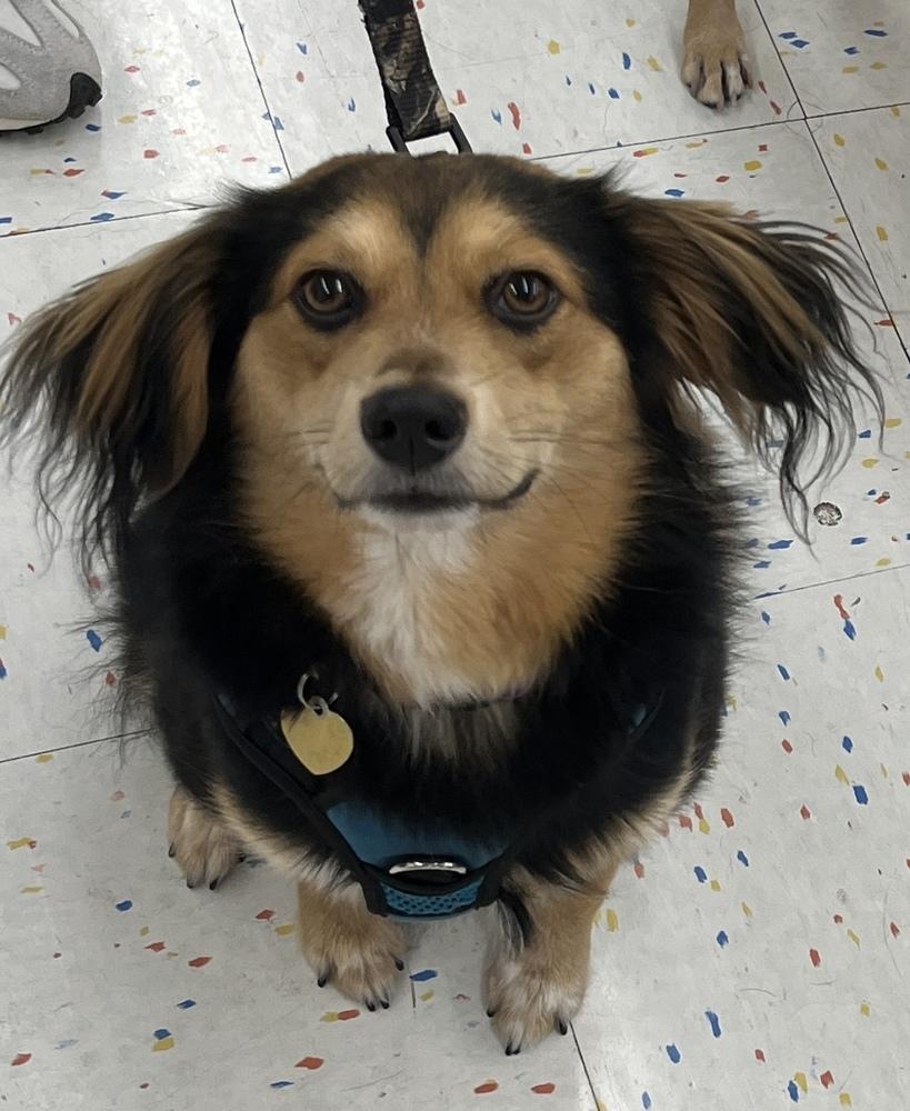 Milo, a Adoptable mixed breed in Richardson, TX image 2/6