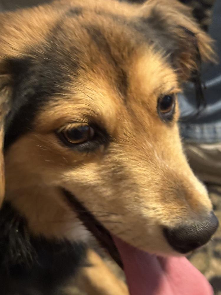 Enlarge Milo, a Adoptable mixed breed in Richardson, TX image 4/6