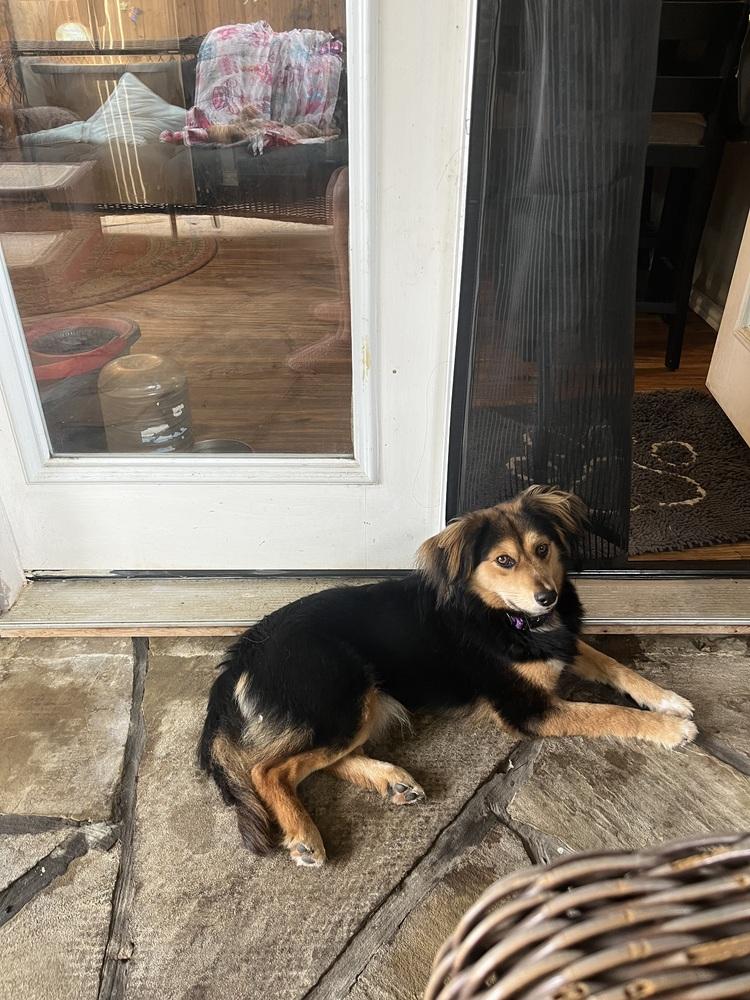 Enlarge Milo, a Adoptable mixed breed in Richardson, TX image 5/6