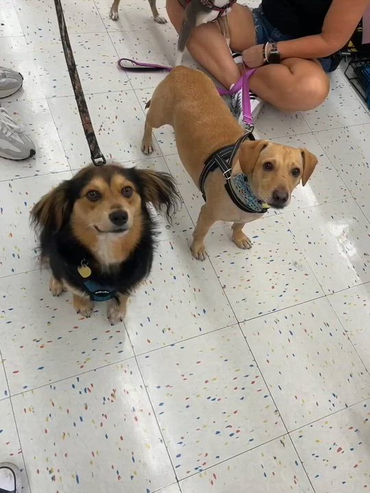 Enlarge Milo, a Adoptable mixed breed in Richardson, TX video 6/6