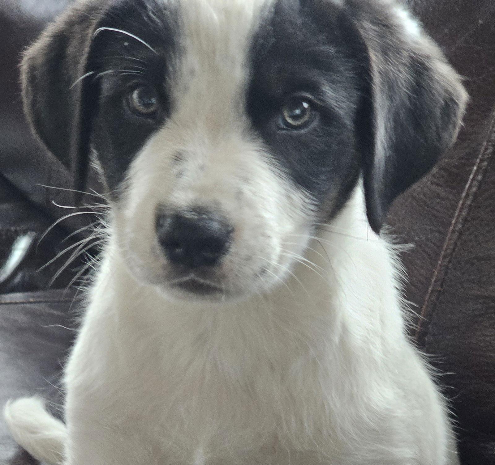 Enlarge PUPPY SNOOPY DOG, a Adopted mixed breed in Franklin, TN image 1/3