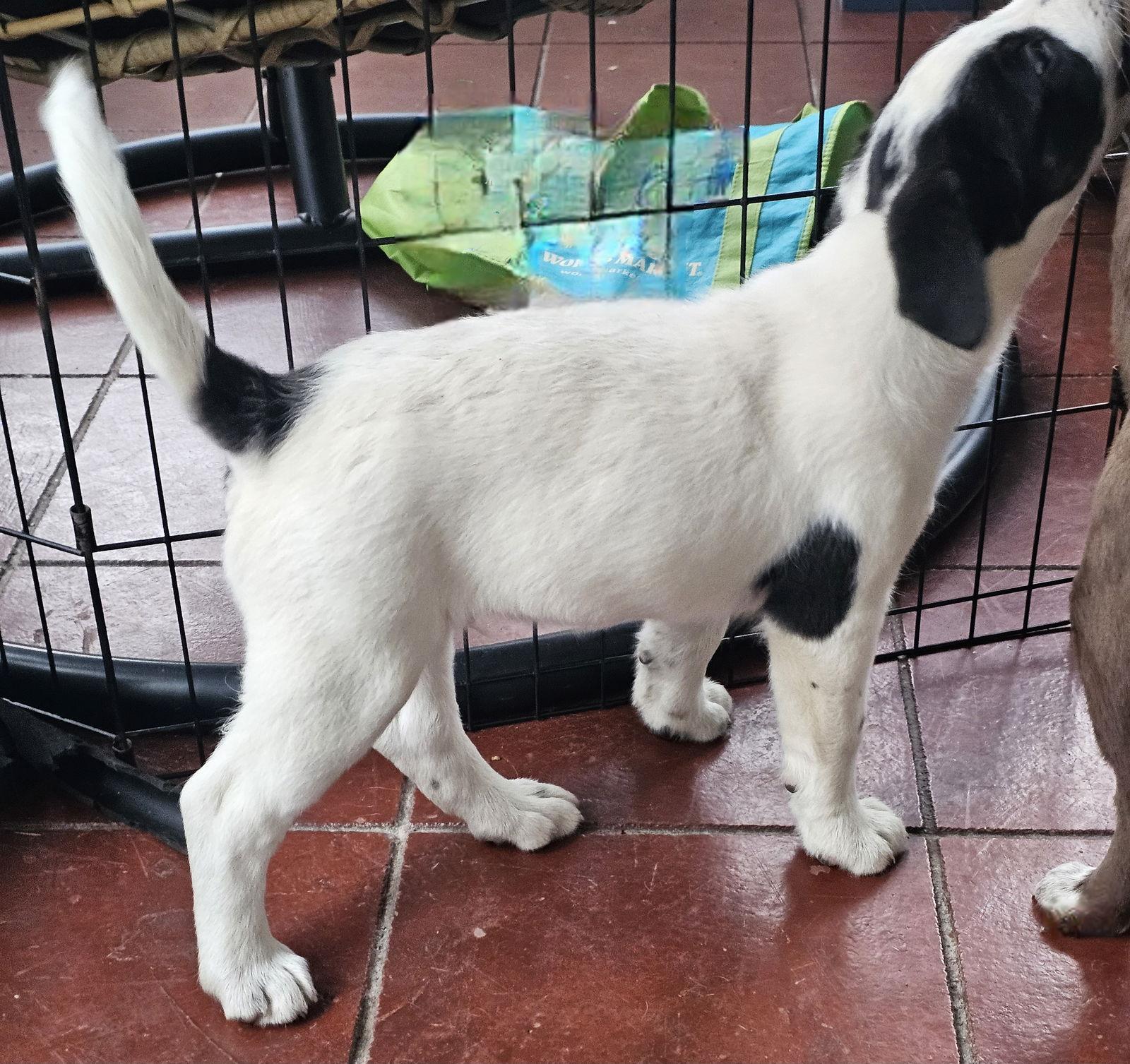Enlarge PUPPY SNOOPY DOG, a Adopted mixed breed in Franklin, TN image 2/3