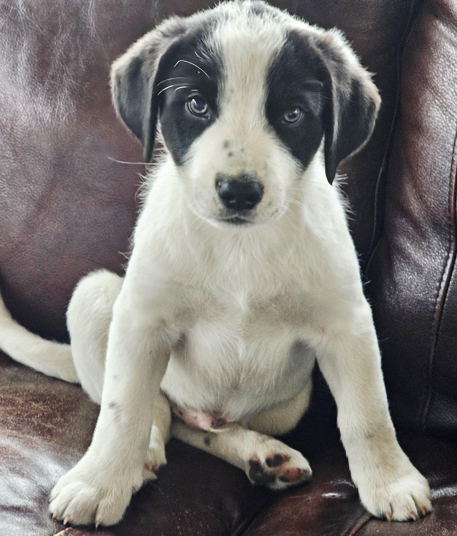 Enlarge PUPPY SNOOPY DOG, a Adopted mixed breed in Franklin, TN image 3/3