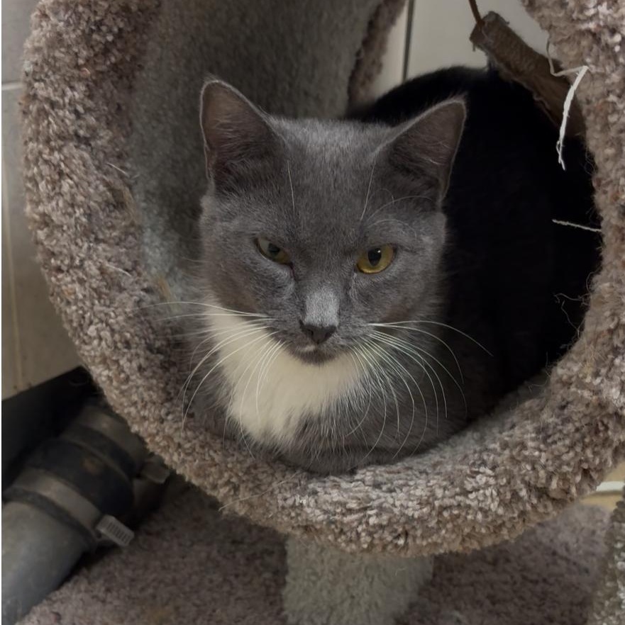 Apple, a Adoptable Domestic Short Hair in North Kingstown, RI image 2/6