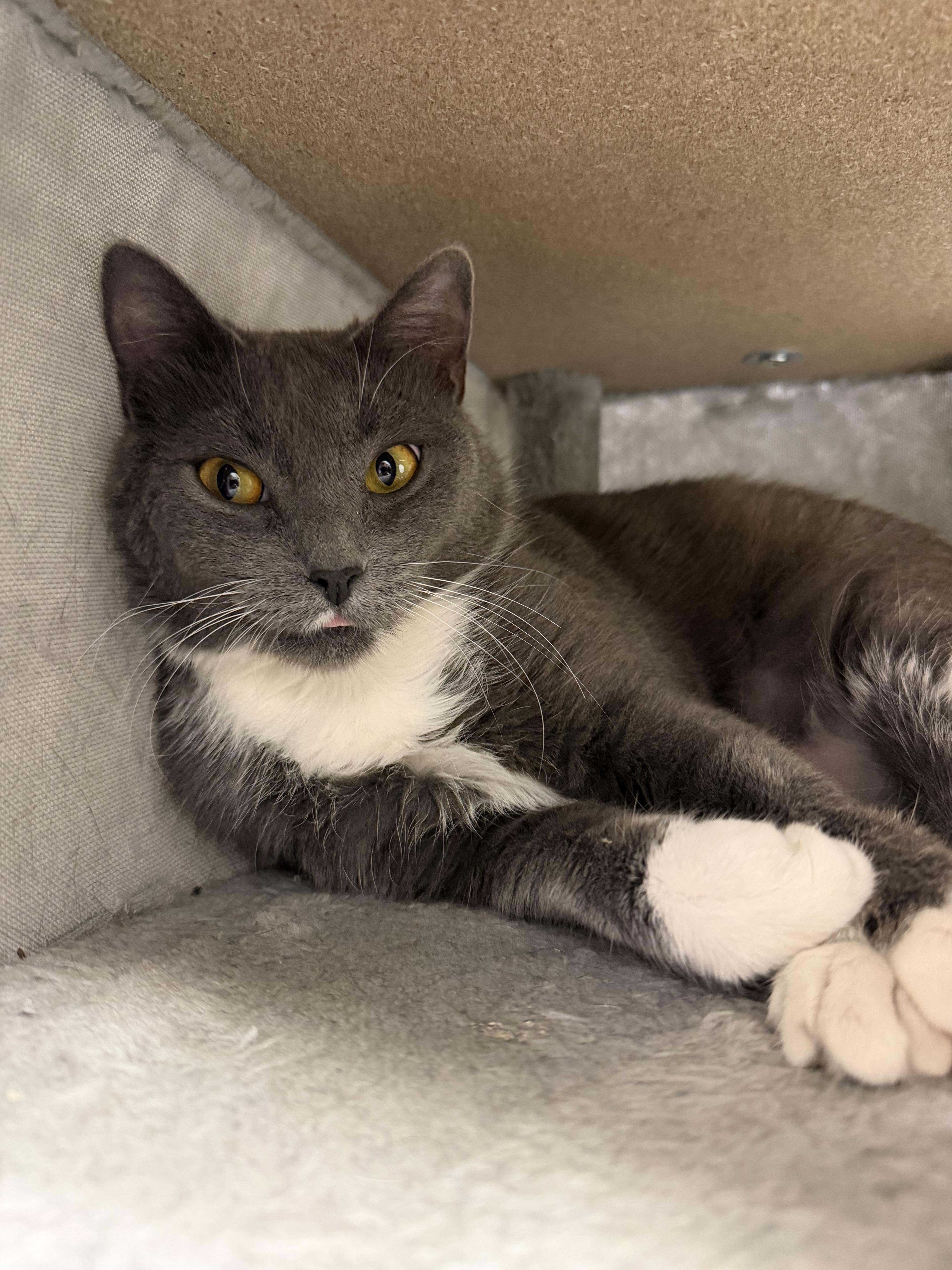 Enlarge Apple, a Adoptable Domestic Short Hair in North Kingstown, RI image 1/6